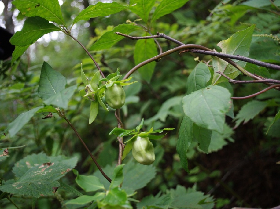 Изображение особи Codonopsis lanceolata.