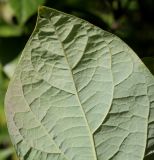 genus Calycanthus