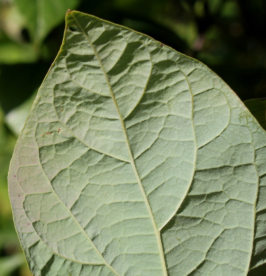 Изображение особи род Calycanthus.