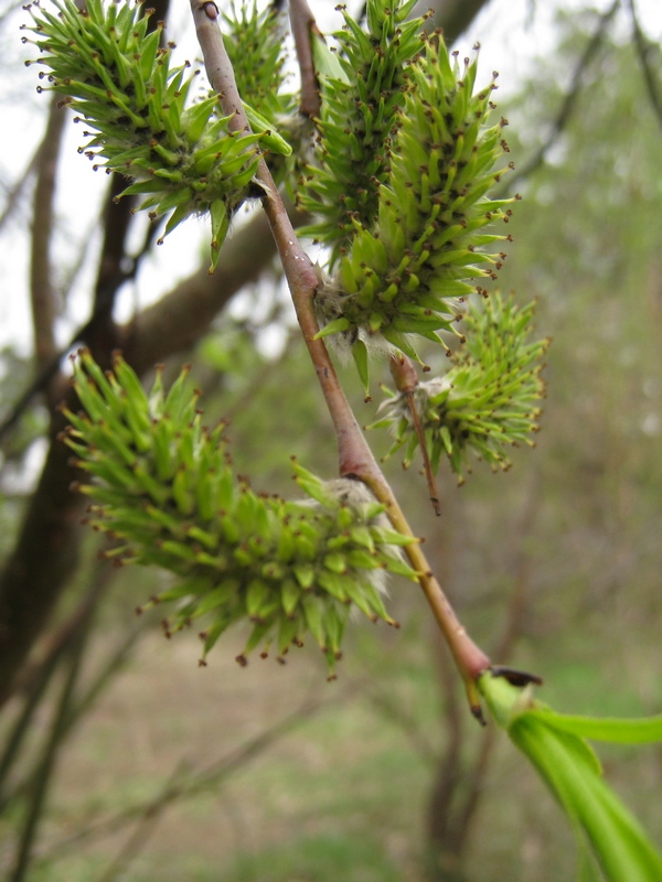 Image of Salix acutifolia specimen.