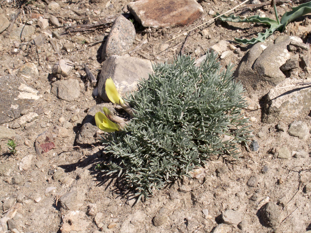 Изображение особи Astragalus pseudodianthus.