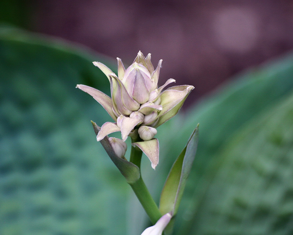 Изображение особи Hosta sieboldiana.