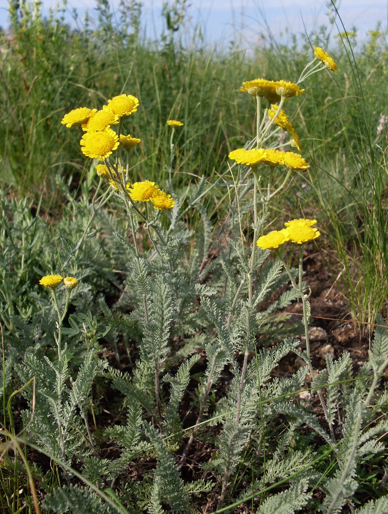 Image of Tanacetum odessanum specimen.