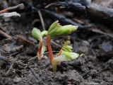 Corydalis intermedia