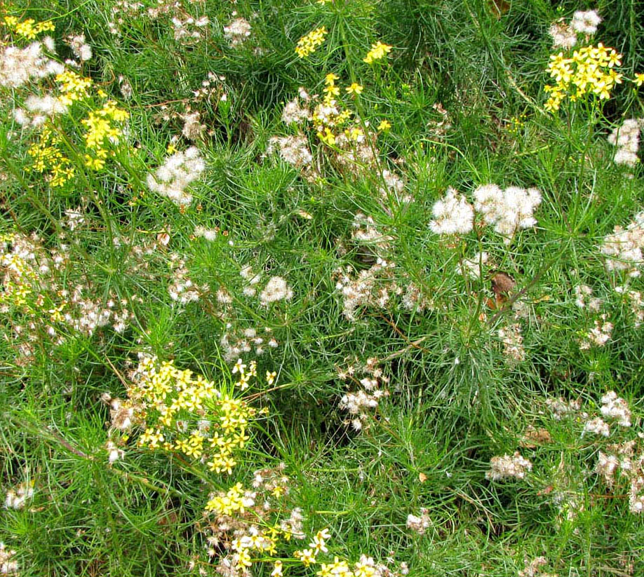 Изображение особи семейство Asteraceae.