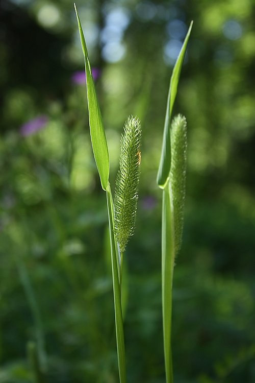 Изображение особи Phleum pratense.