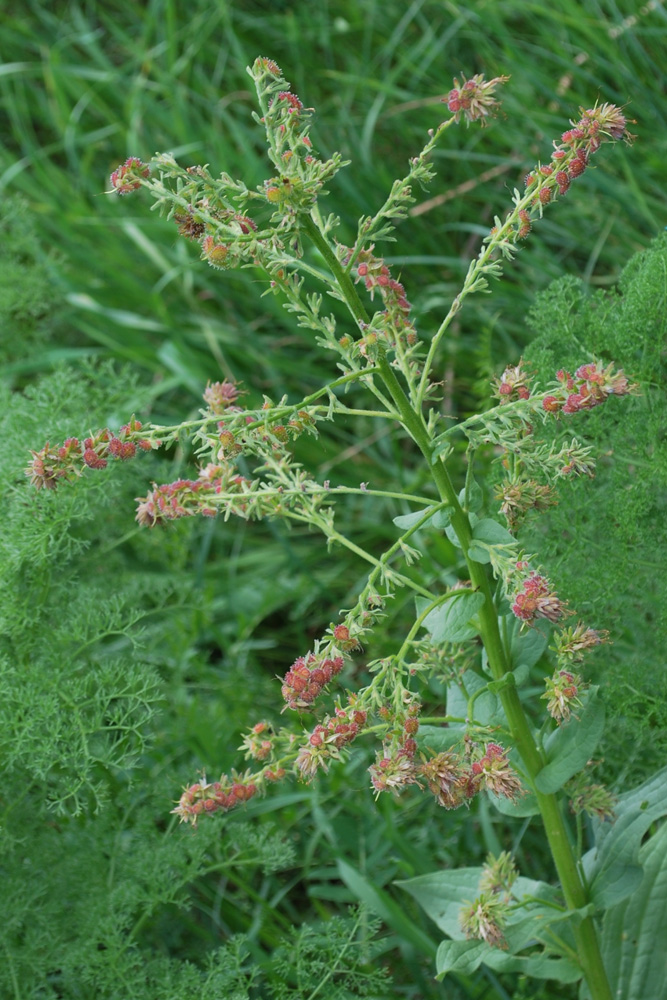 Image of Solenanthus circinnatus specimen.