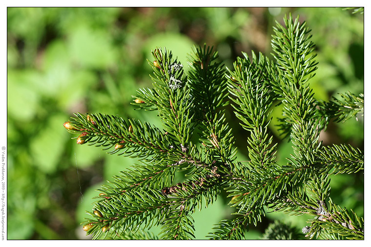 Image of Picea glehnii specimen.