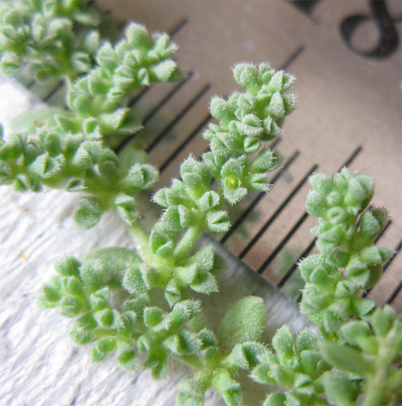 Image of Herniaria hemistemon specimen.
