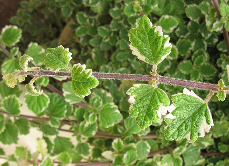 Image of Coleus paniculatus specimen.