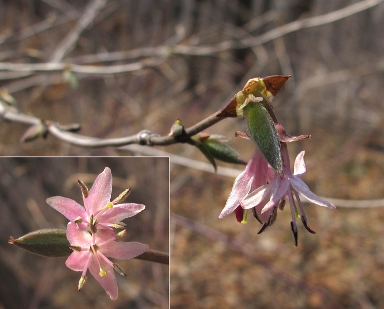 Изображение особи Lonicera praeflorens.