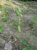 Veronica anagallis-aquatica