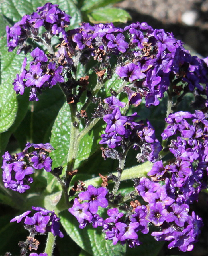 Изображение особи Heliotropium arborescens.