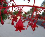 Brachychiton acerifolius