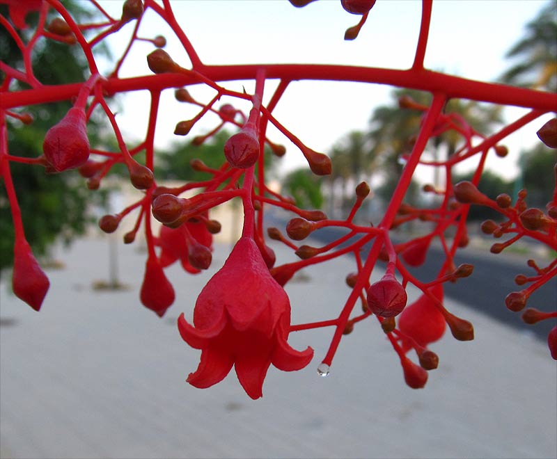 Изображение особи Brachychiton acerifolius.