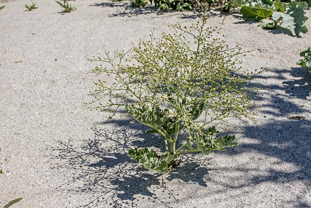 Изображение особи Crambe maritima.