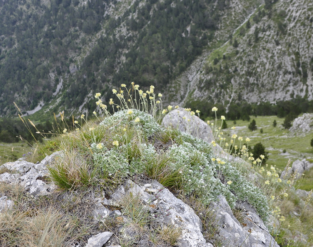 Image of Potentilla deorum specimen.