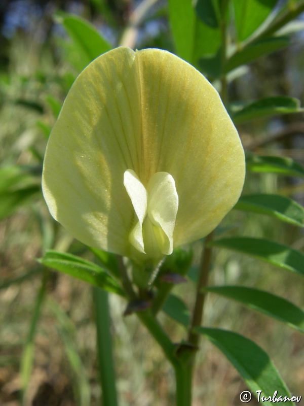 Изображение особи Vicia grandiflora.