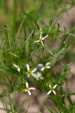 Leptaleum filifolium. Верхушка цветущего растения. Южный Казахстан, городище Сауран. 09.04.2013.