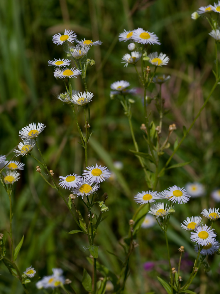 Изображение особи Erigeron annuus.