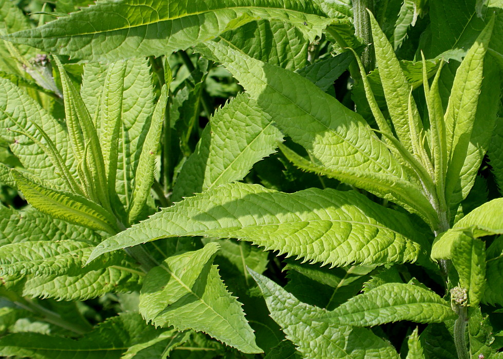 Image of Vernonia arkansana specimen.