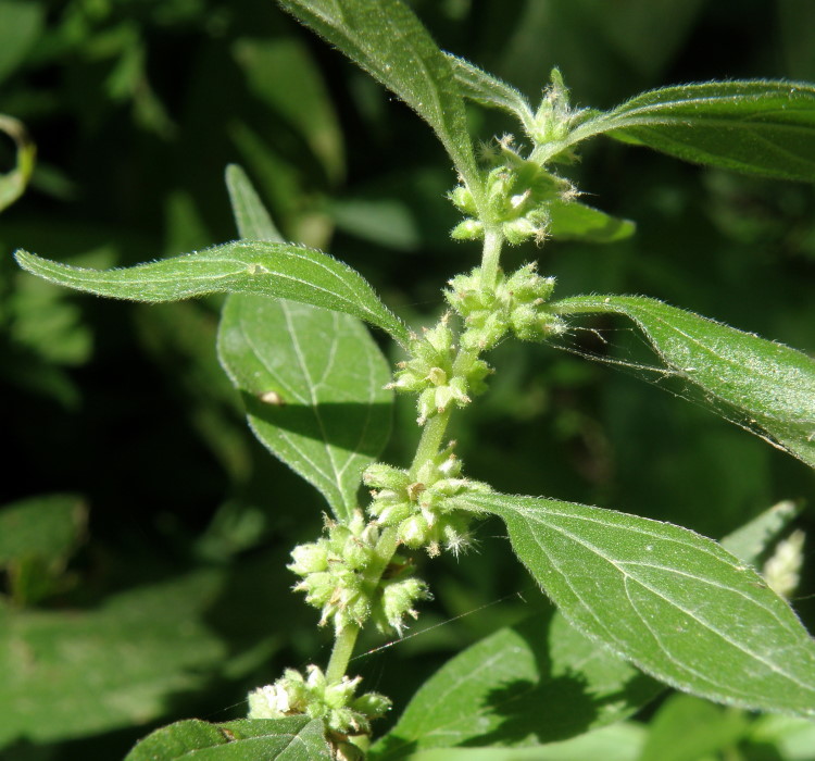 Image of Parietaria officinalis specimen.