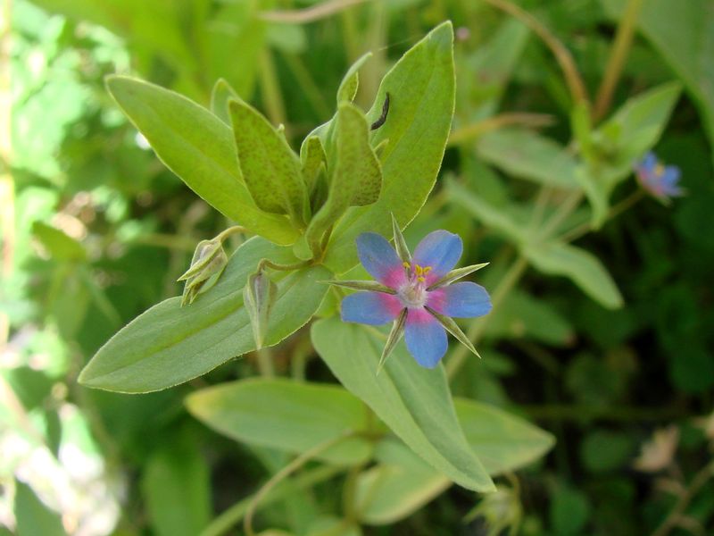 Image of Anagallis foemina specimen.