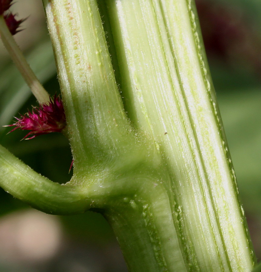 Image of Amaranthus cruentus specimen.