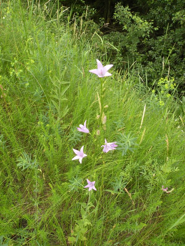 Изображение особи Campanula rapunculus.