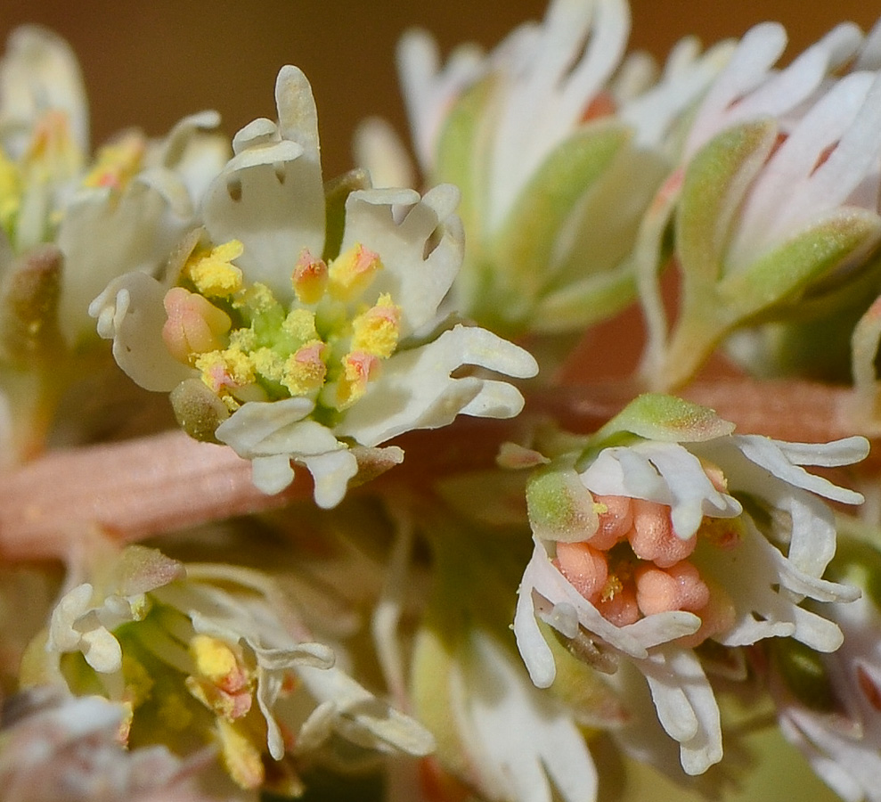 Image of Reseda alba ssp. decursiva specimen.