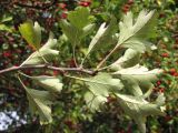 Crataegus sphaenophylla. Побег. Крым, Севастополь, пос. Любимовка, двор муз. школы. 23 сентября 2013 г.