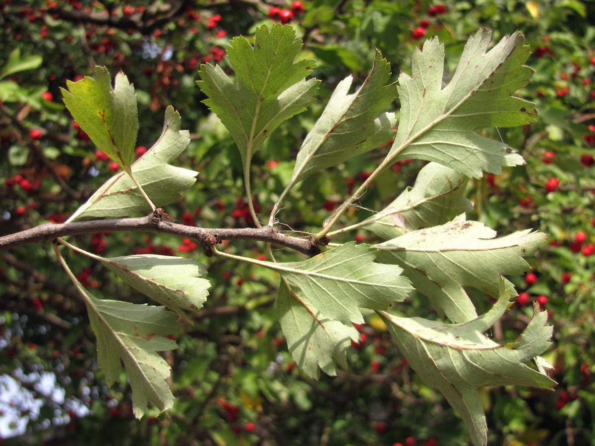 Изображение особи Crataegus sphaenophylla.