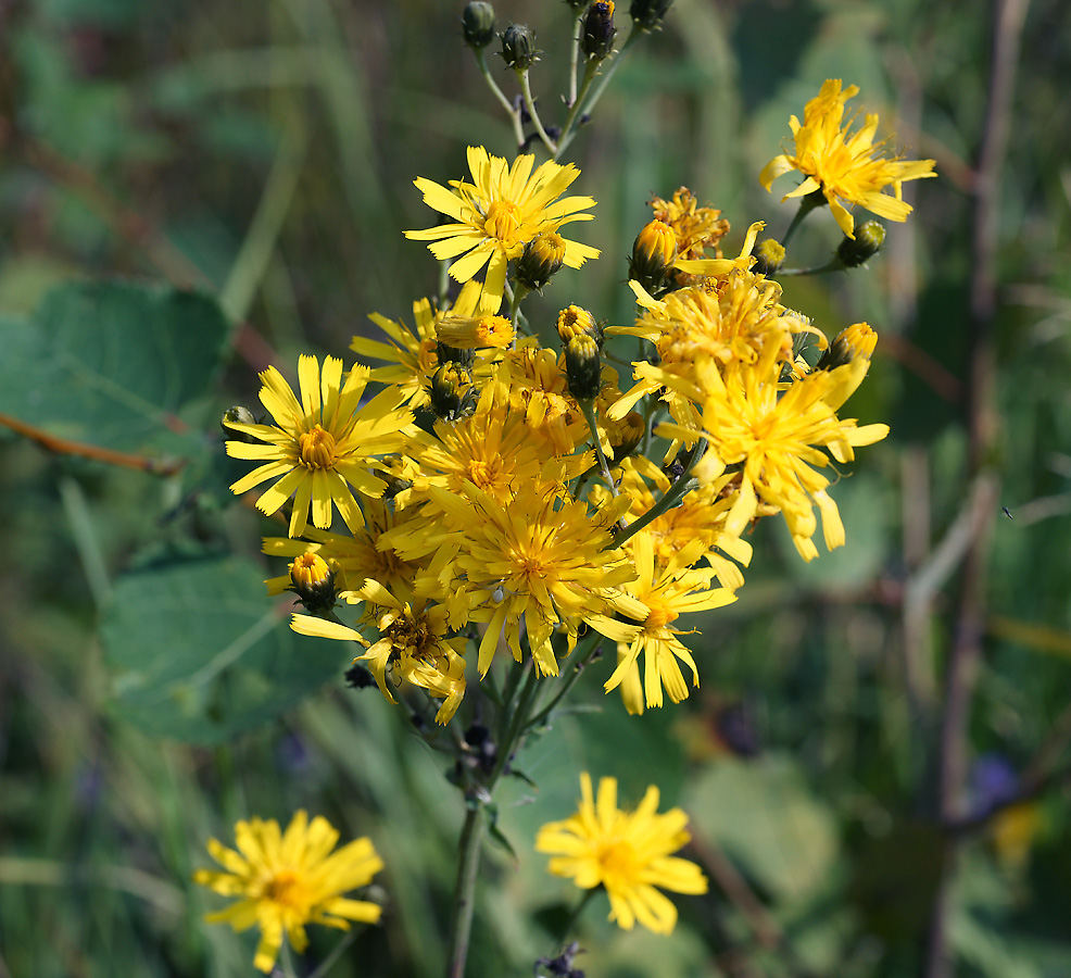 Изображение особи Hieracium umbellatum.