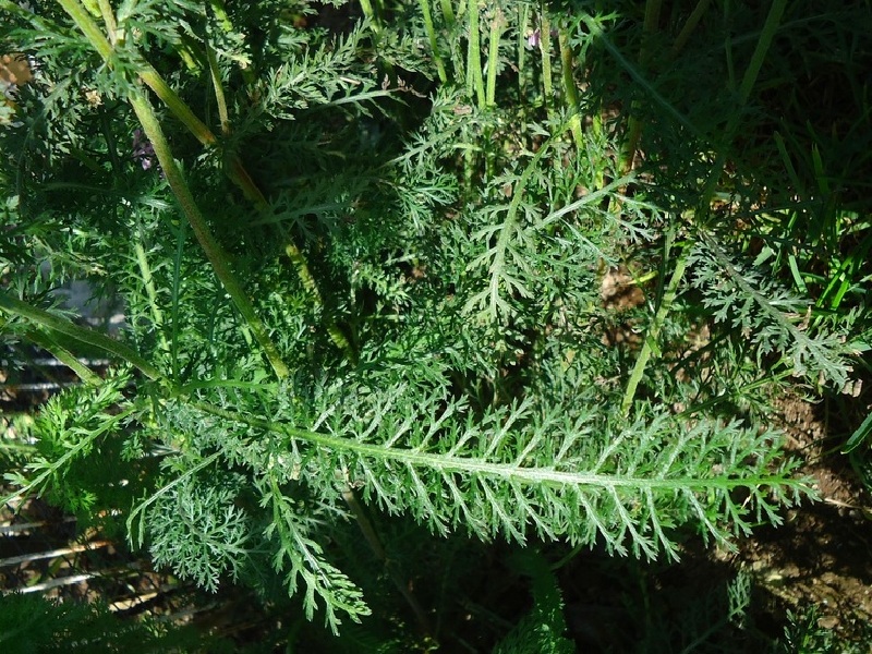 Image of Achillea nigrescens specimen.