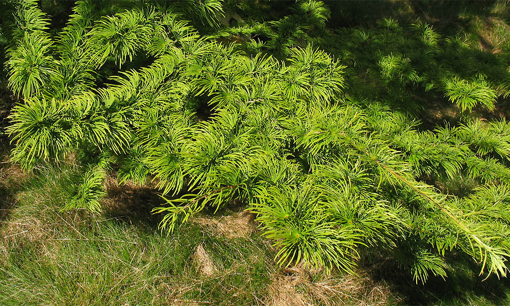 Изображение особи Pseudolarix amabilis.