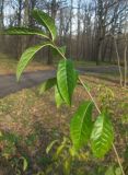 Orixa japonica. Молодой побег. Москва, ГБС РАН. 01.11.2013.