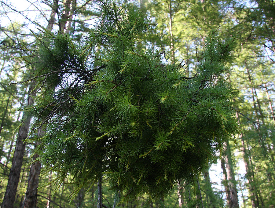Image of Larix gmelinii specimen.