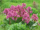 Bergenia pacifica