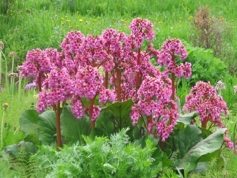 Изображение особи Bergenia pacifica.