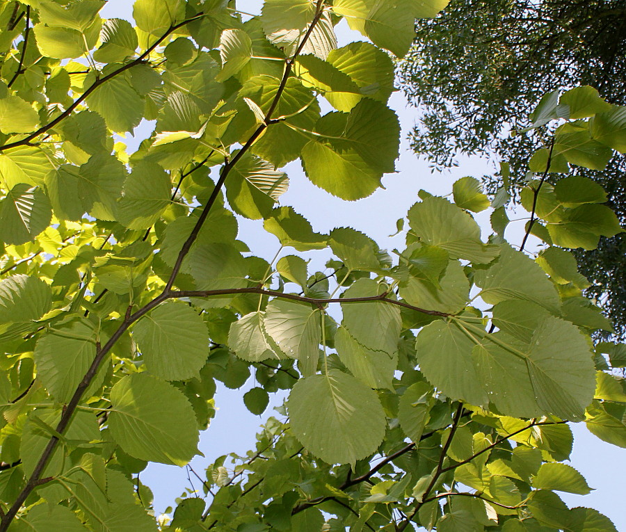 Image of Davidia involucrata var. vilmoriniana specimen.