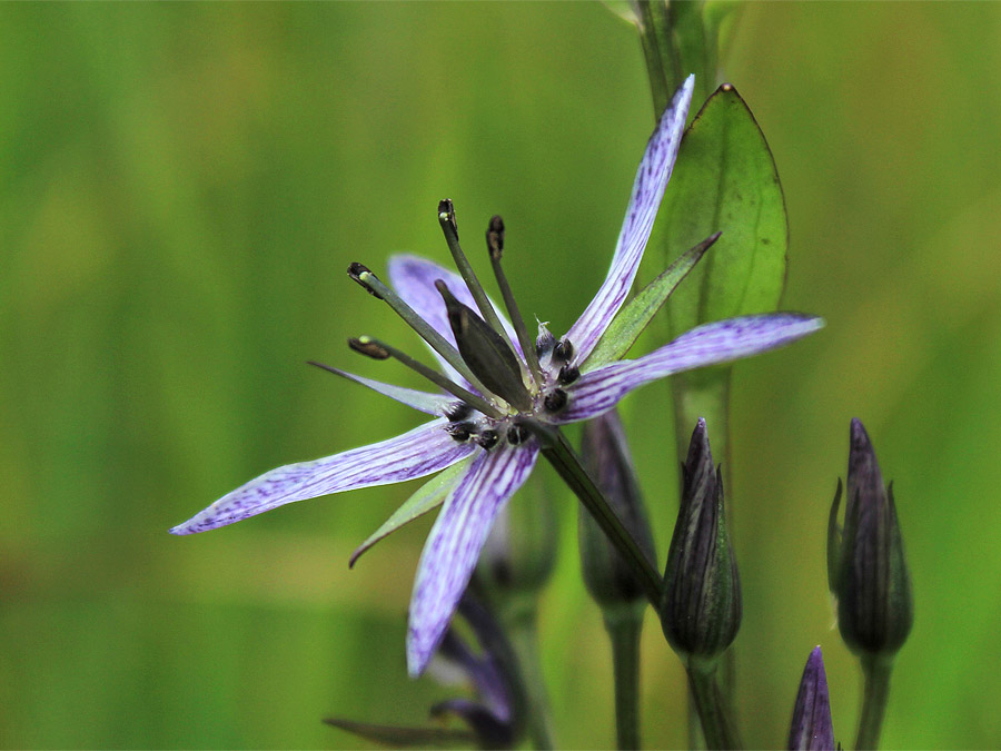 Image of Swertia perennis specimen.