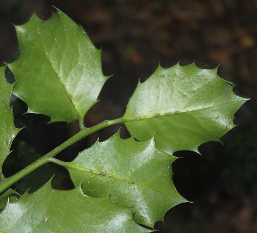 Image of Ilex &times; altaclerensis specimen.