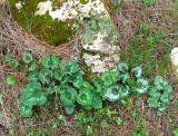 Cyclamen persicum. Вегетирующие растения. Израиль, Шфела, лес Бен Шемен. 13.01.2014.