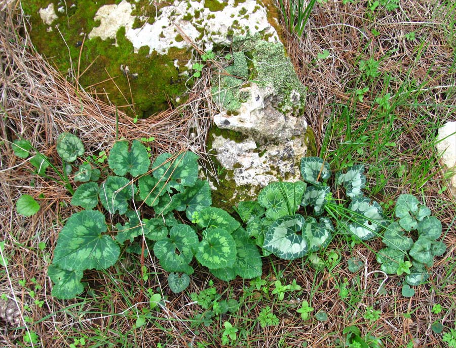 Изображение особи Cyclamen persicum.