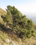 Juniperus deltoides. Взрослое дерево на склоне горы. Краснодарский край, Абинский р-н, хр. Грузинка, гора Шизе. 02.11.2013.
