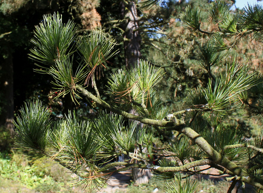 Image of Pinus cembra specimen.