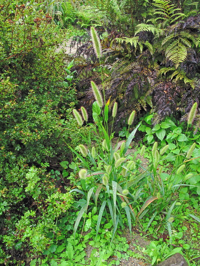 Image of genus Setaria specimen.