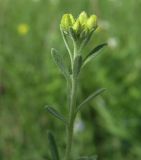 Alyssum gmelinii