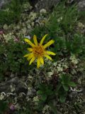 Scorzonera radiata