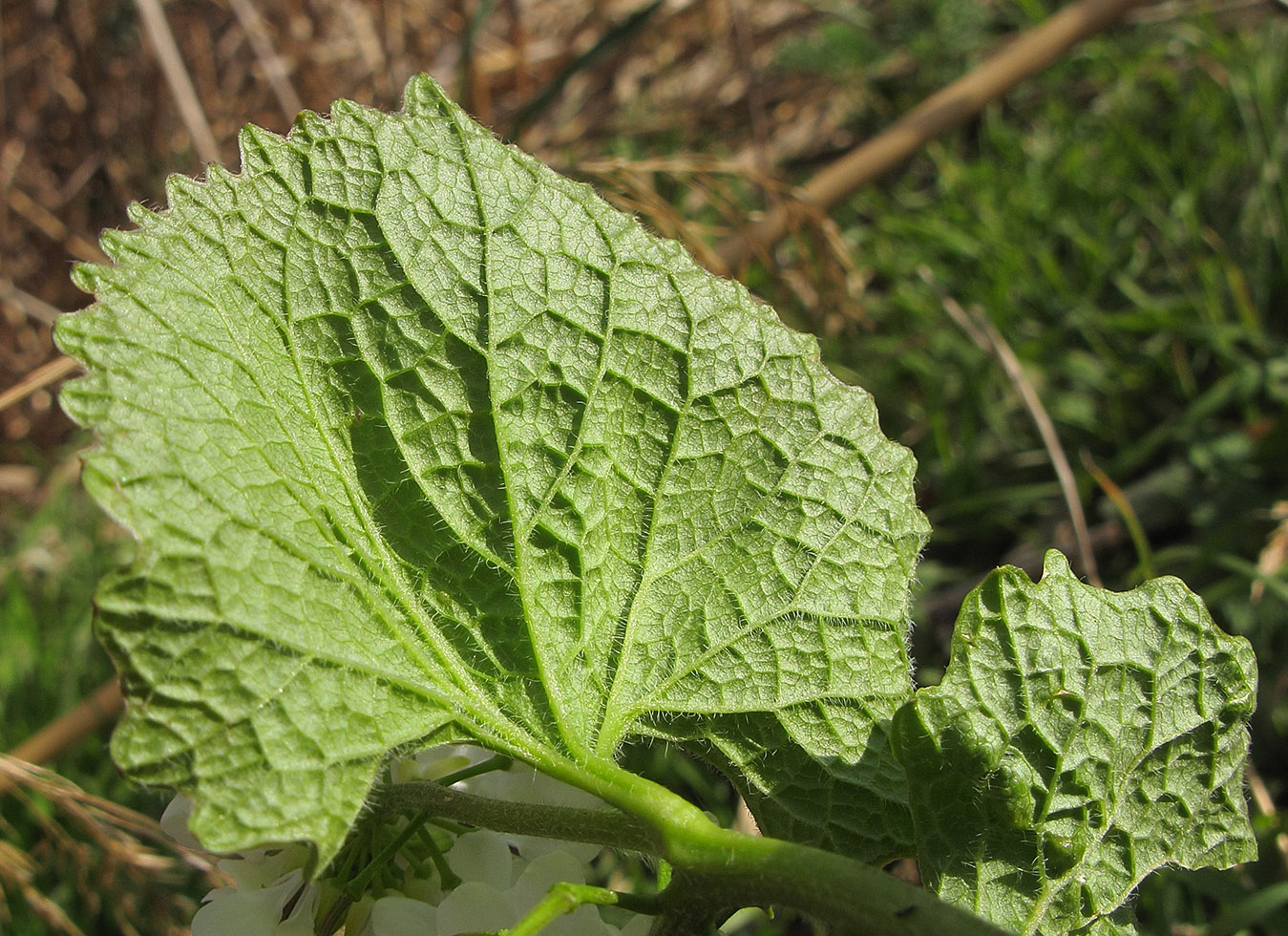 Image of Alliaria petiolata specimen.